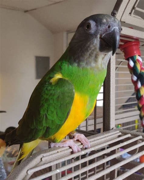 The Jenday is a member of the Aratinga genus, which includes the sun, gold-capped, and half-moon (orange-fronted), blue-crowned and mitred conures, all charismatic, amiable and attractive birds. . Senegal parrot for sale
